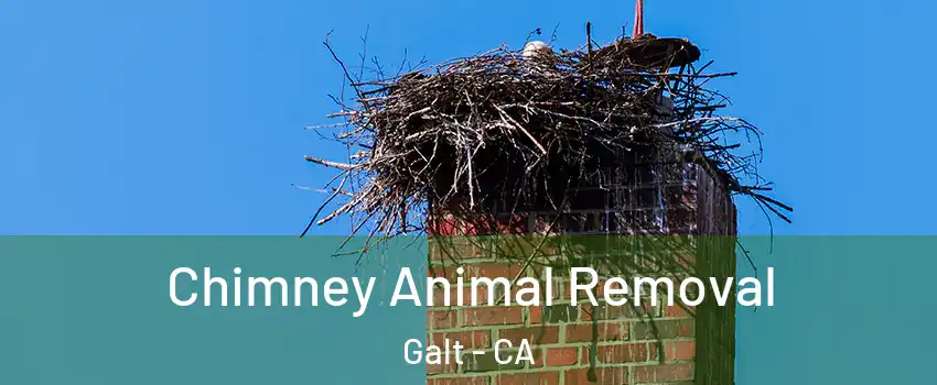Chimney Animal Removal Galt - CA