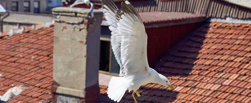 Residential Chimney Animal Removal Solution in Galt, CA