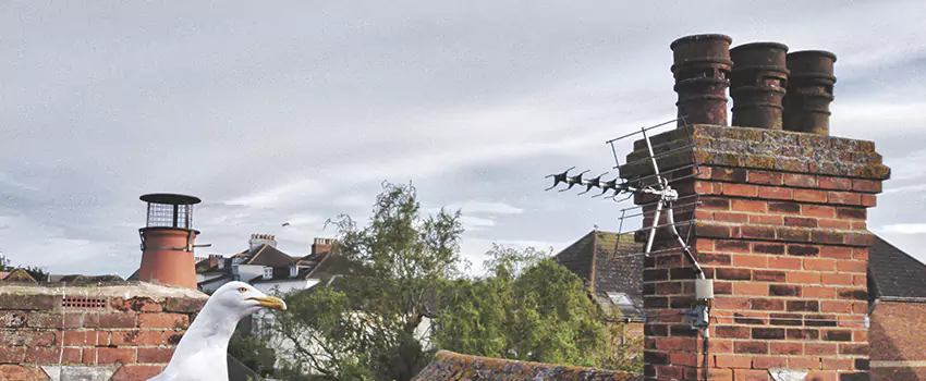 Chimney Cleaning And Restoration in Galt, California
